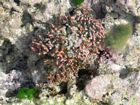 Close up of branching coralline algae on the surface of the Outer Living Coral Zone. Green algae shown here is non-calcareous Chlorodesmis (aka turtle weed).